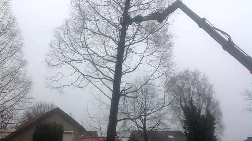 bomen rooien Valkenswaard